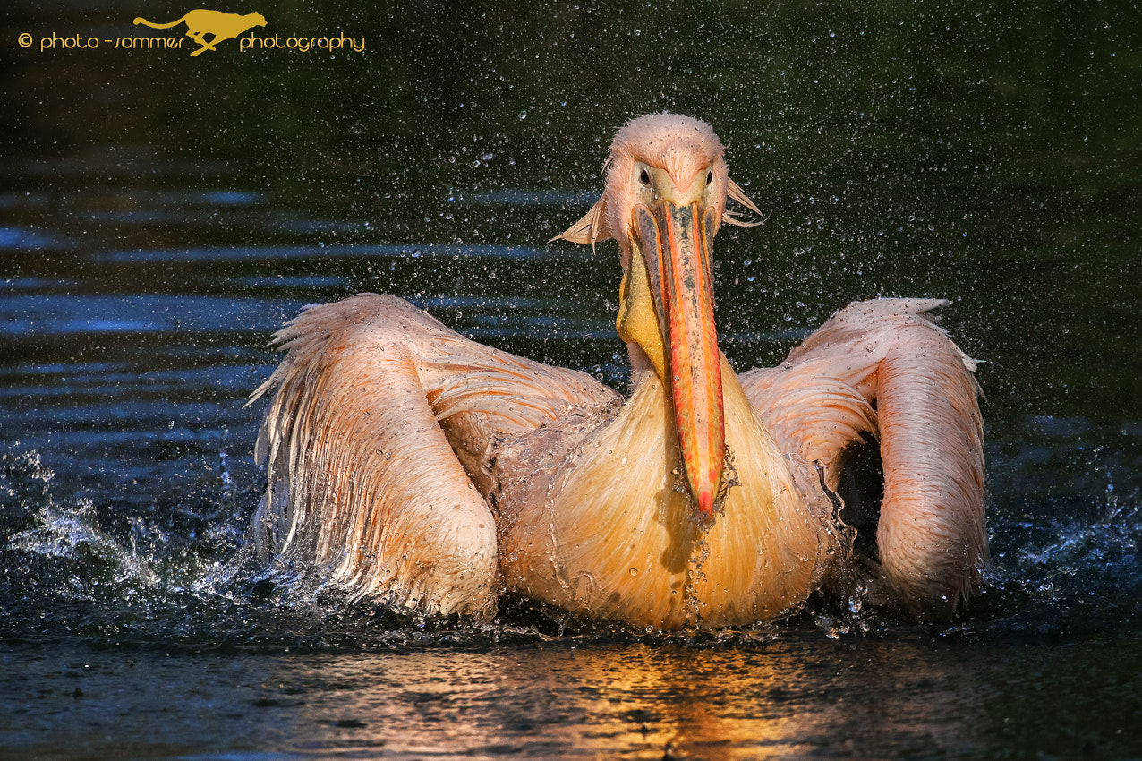 Canon EOS 70D + Canon EF 100-400mm F4.5-5.6L IS II USM sample photo. Great white pelican photography