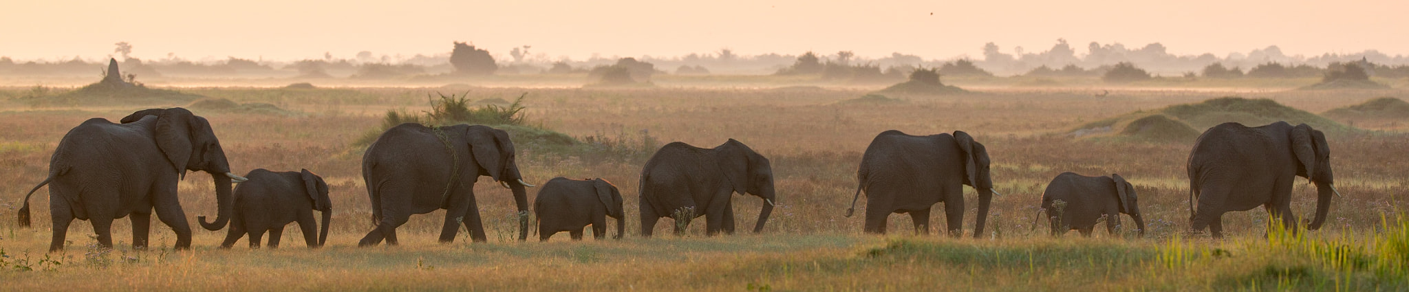 Canon EF 200-400mm F4L IS USM Extender 1.4x sample photo. Walking towards sunrise photography