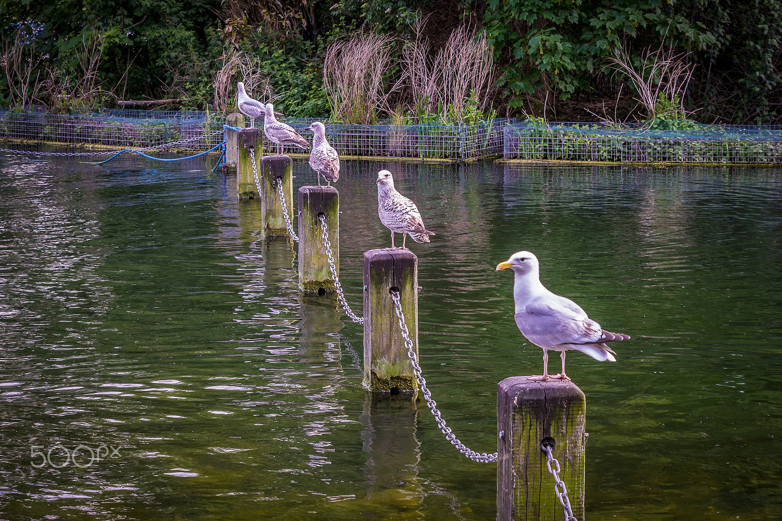 Tamron SP 24-70mm F2.8 Di VC USD sample photo. All in a row photography