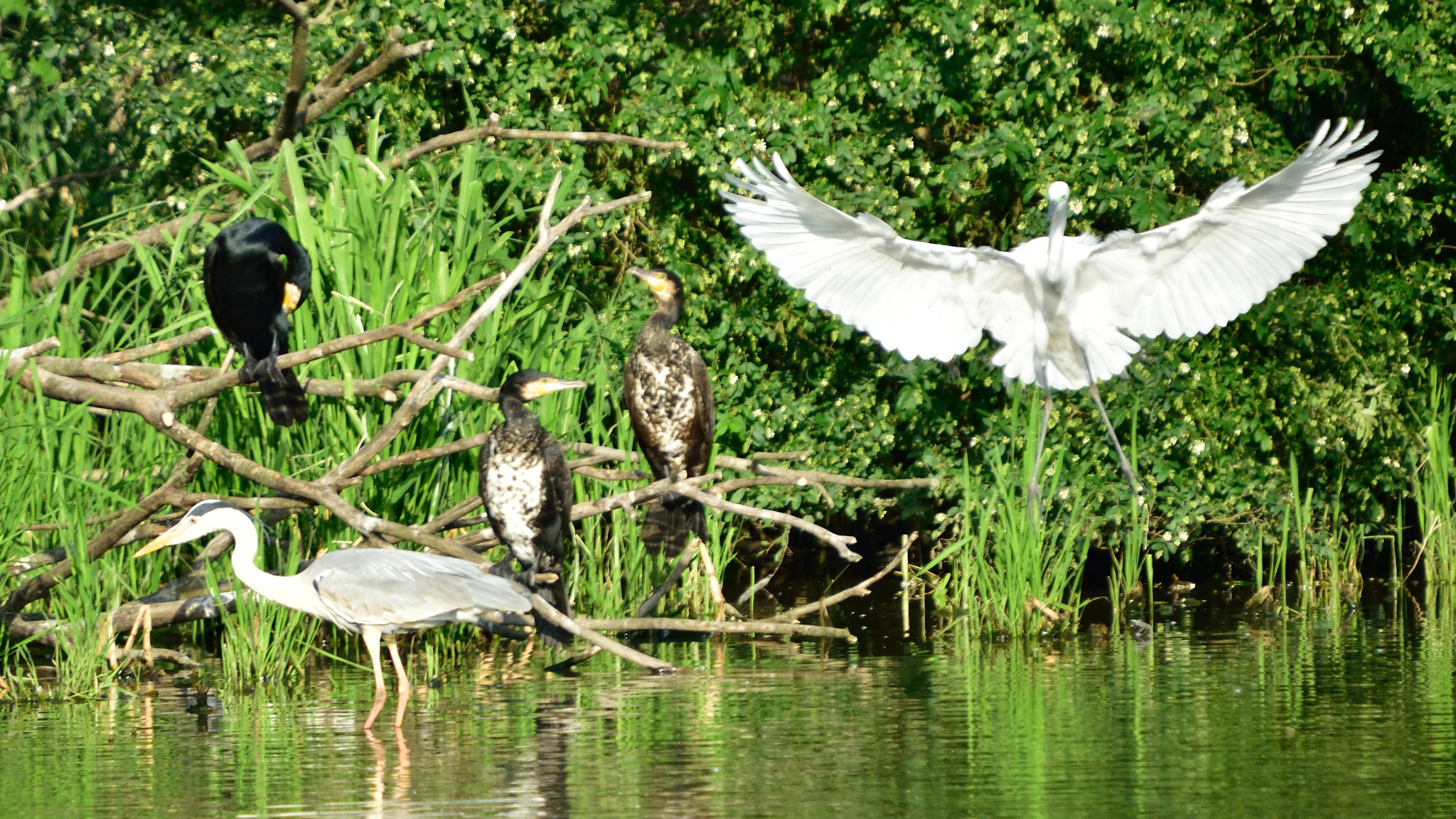 Sigma 50-500mm F4-6.3 EX APO RF HSM sample photo. Meeting at the marsh photography