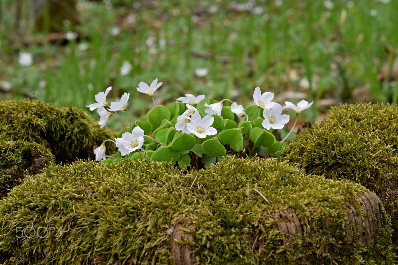 Nikon AF-S Micro-Nikkor 60mm F2.8G ED sample photo. Oxalis acetosella photography