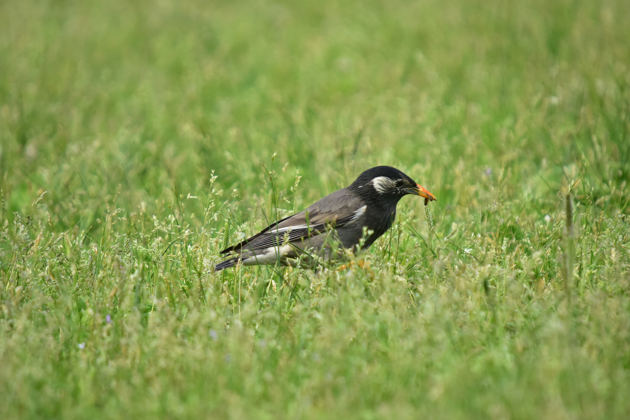 Sigma 50-500mm F4-6.3 EX APO RF HSM sample photo. Breakfast photography