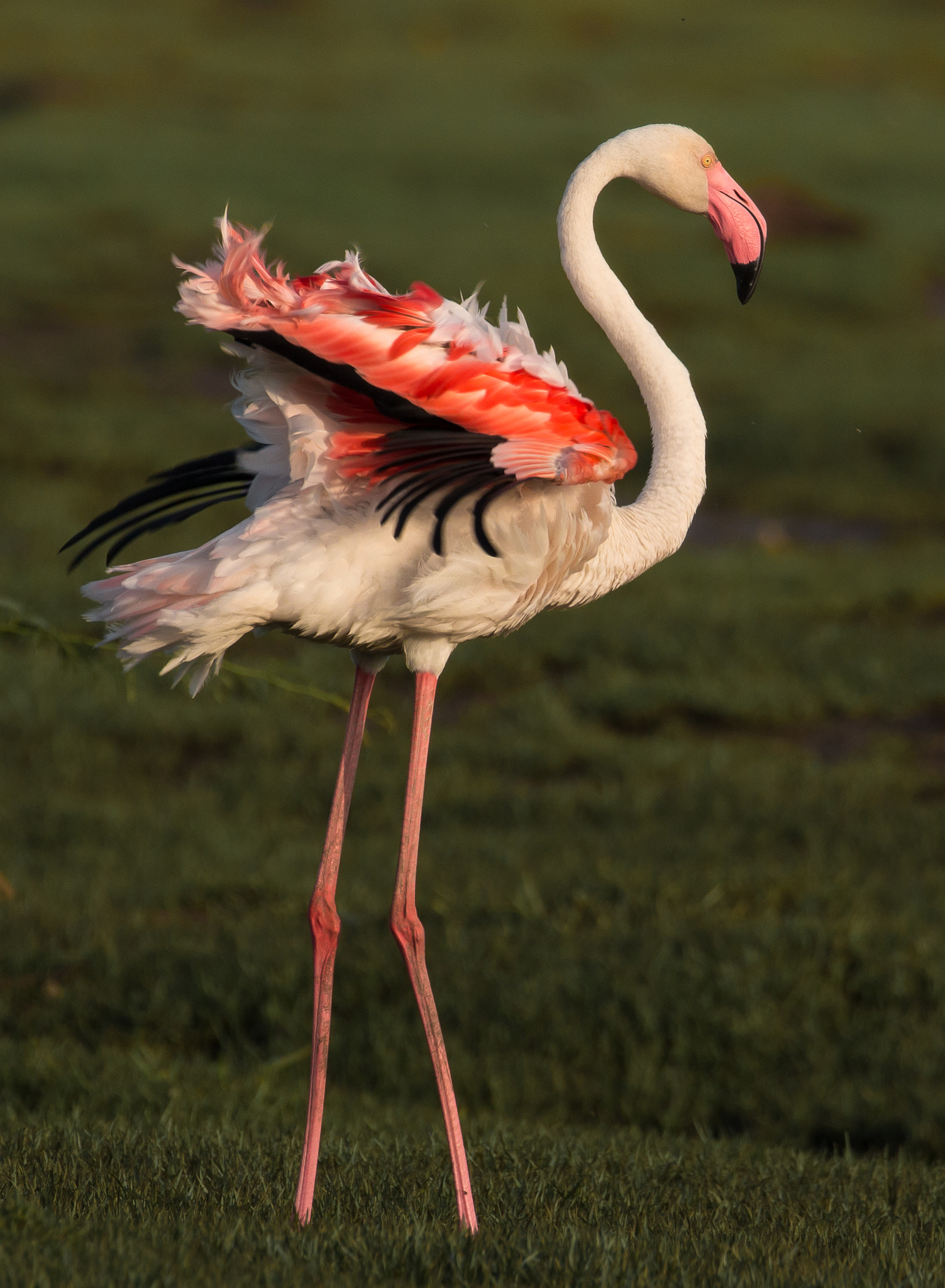 Canon EF 100-400mm F4.5-5.6L IS II USM sample photo. Color riot photography