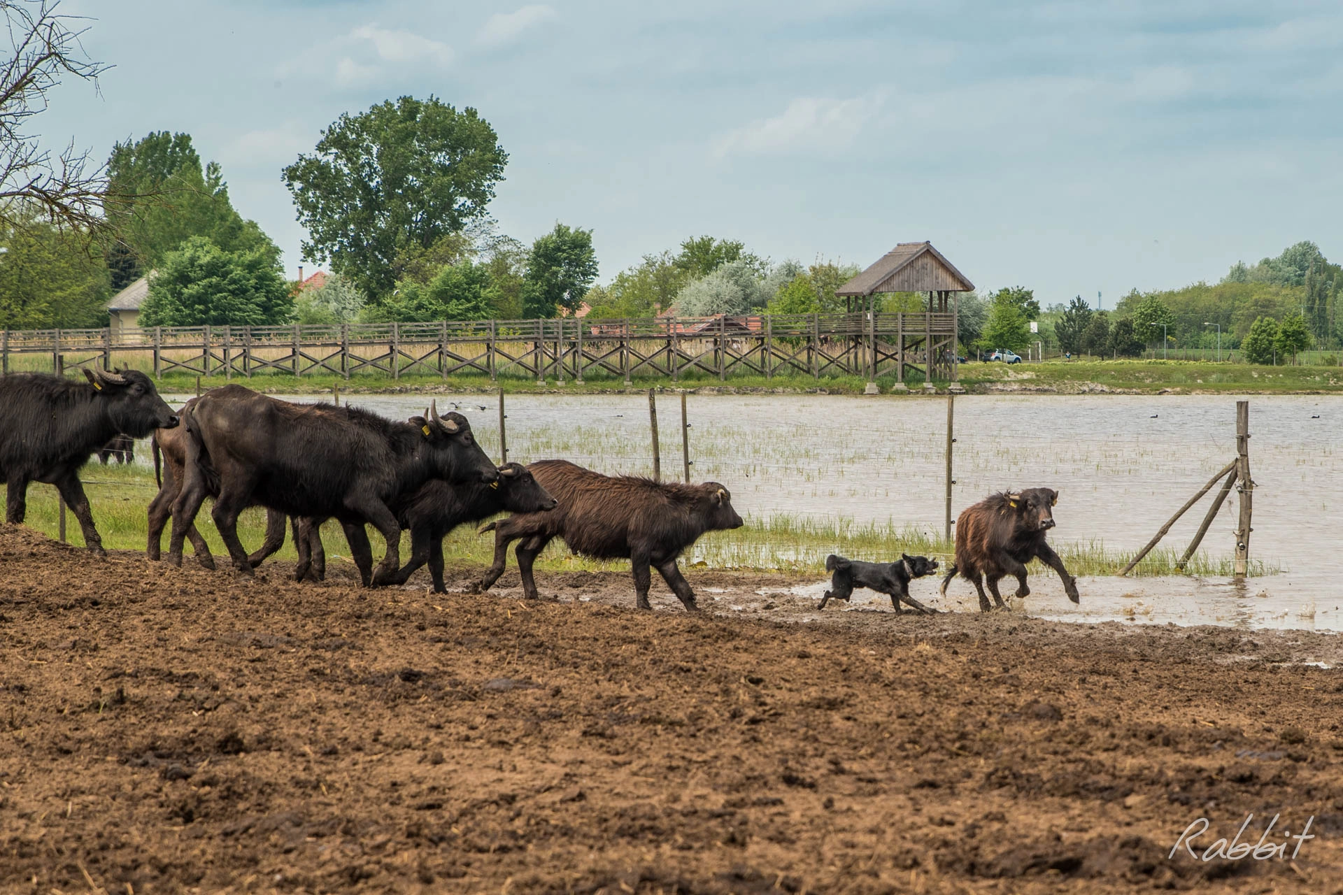 Nikon D5500 + Tamron SP 24-70mm F2.8 Di VC USD sample photo. Dog on duty photography