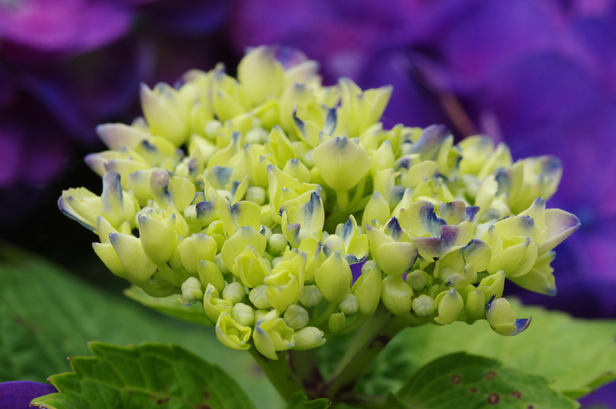 Pentax K-3 + Pentax smc D-FA 100mm F2.8 Macro WR sample photo. Sun rise photography