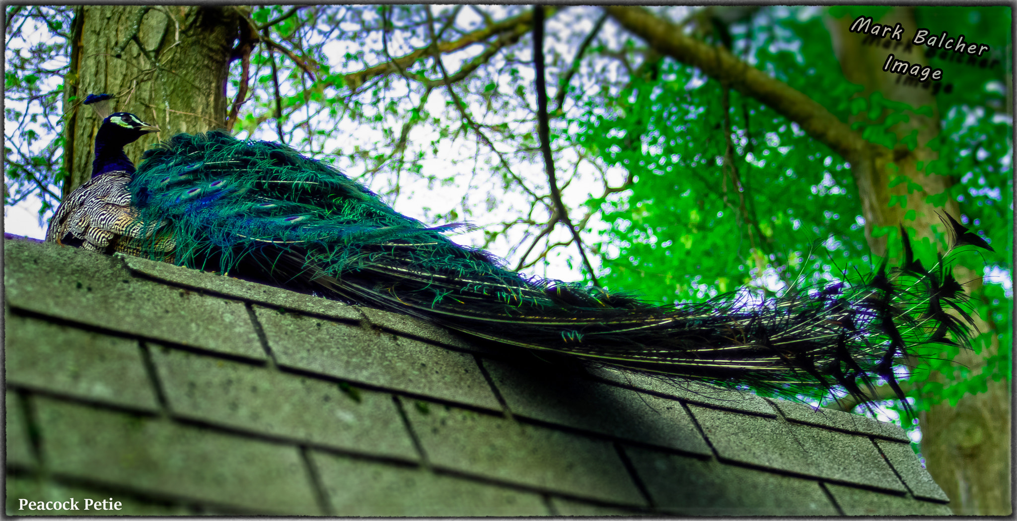 Pentax K-x sample photo. Petie the peacock taking a break on top or our lawn shed. meriden, ct pentax k-x photography