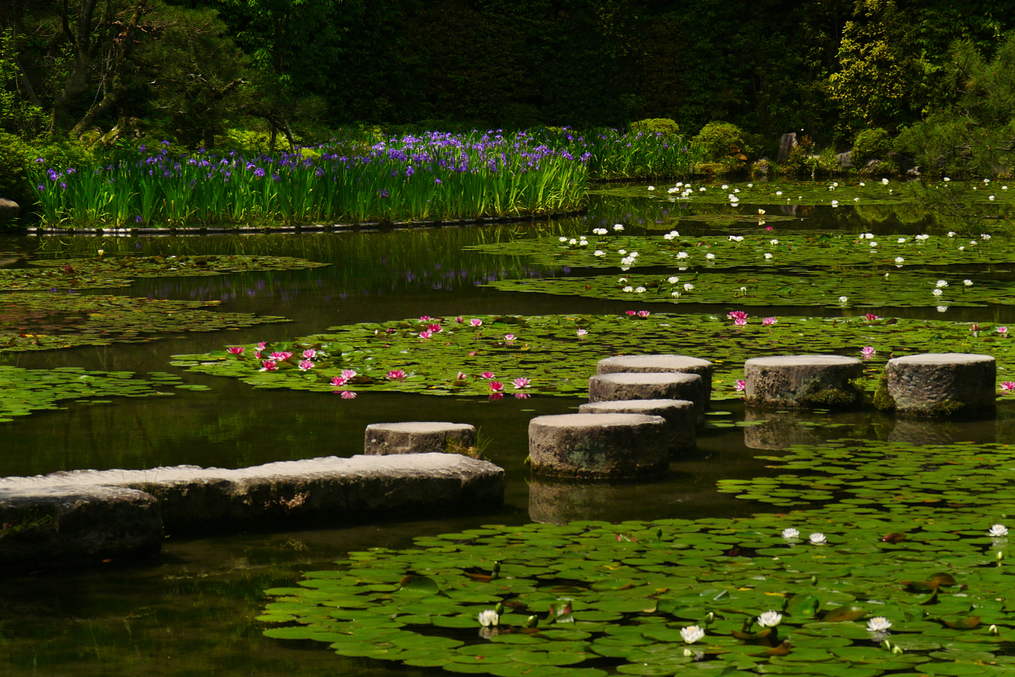 Panasonic Lumix DMC-GX1 sample photo. Summer garden in kyoto photography