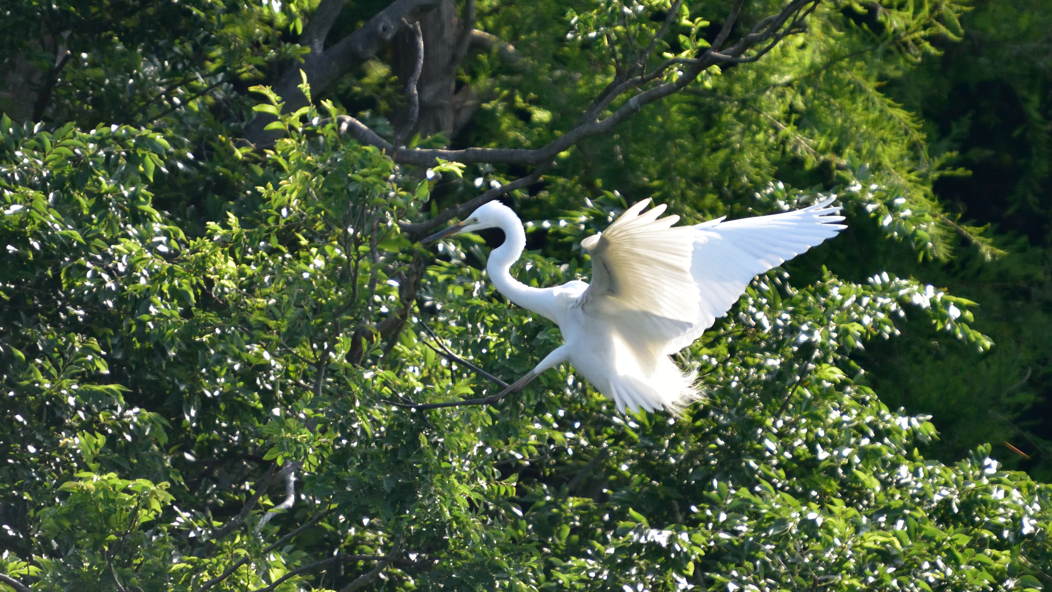Sigma 50-500mm F4-6.3 EX APO RF HSM sample photo. Heron photography