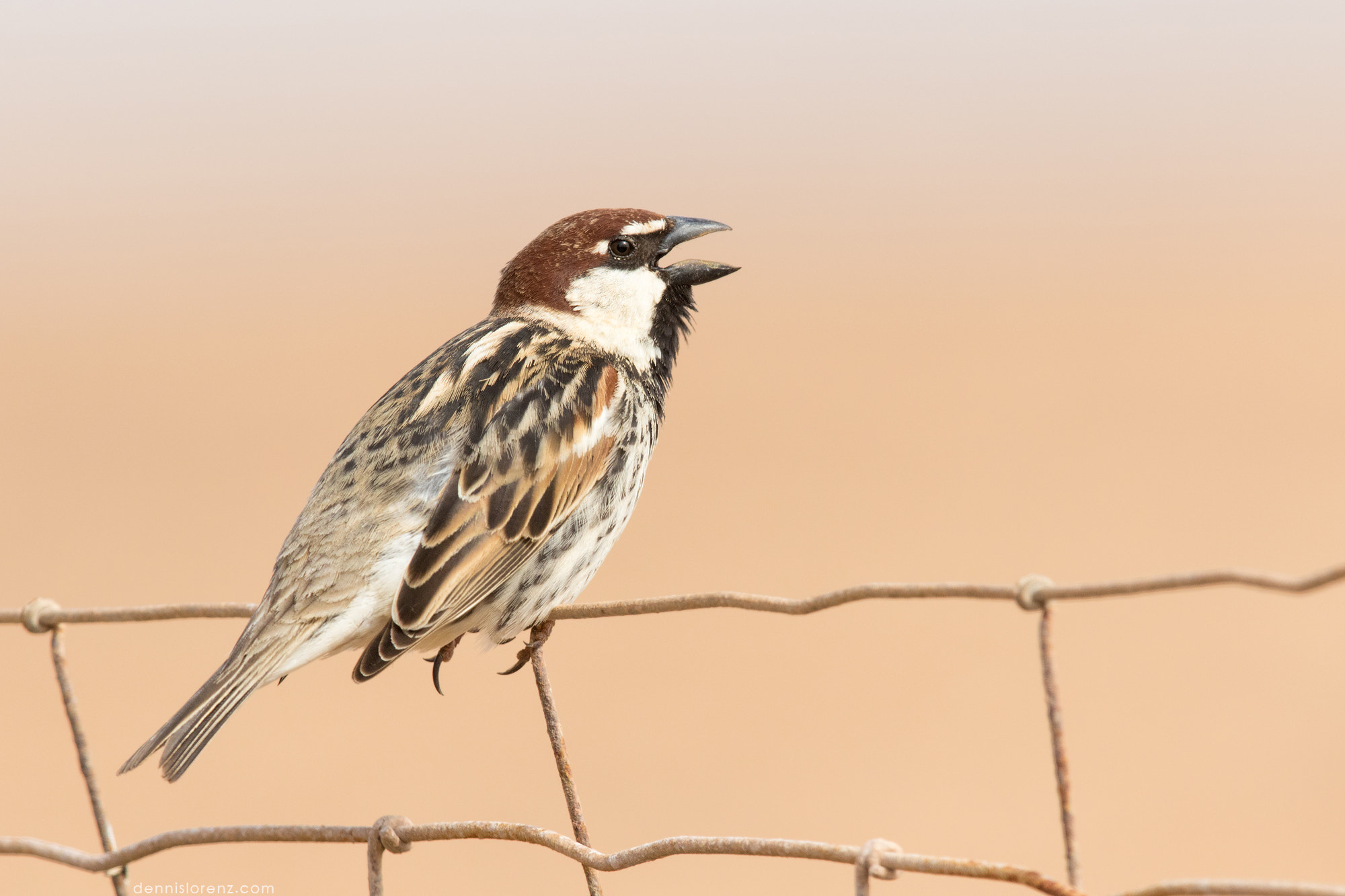Canon EF 600mm F4L IS II USM sample photo. Spanish sparrow | weidensperling photography