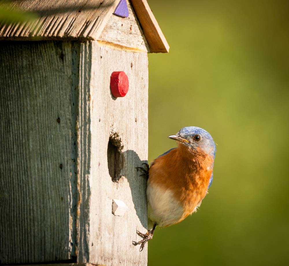 Sigma 150-600mm F5-6.3 DG OS HSM | C sample photo. Bluebird house photography