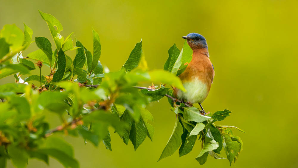 Sigma 150-600mm F5-6.3 DG OS HSM | C sample photo. Bluebird photography