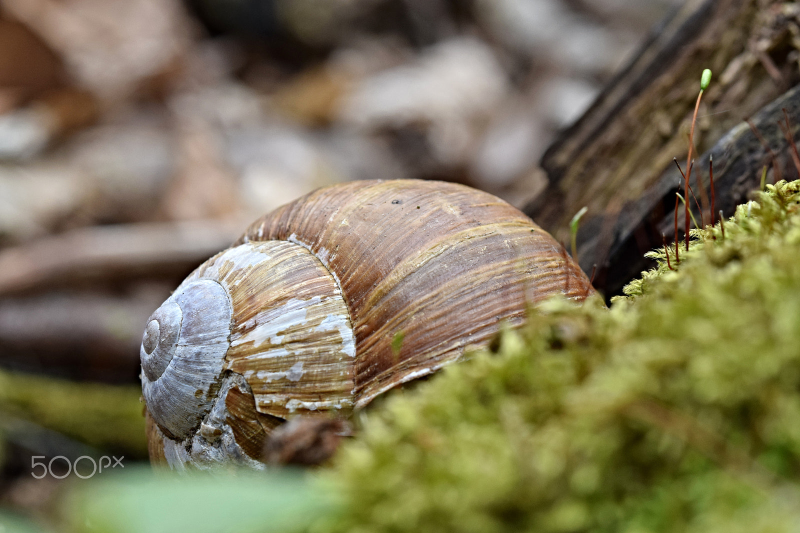 Nikon AF-S Micro-Nikkor 60mm F2.8G ED sample photo. Helix pomatia photography