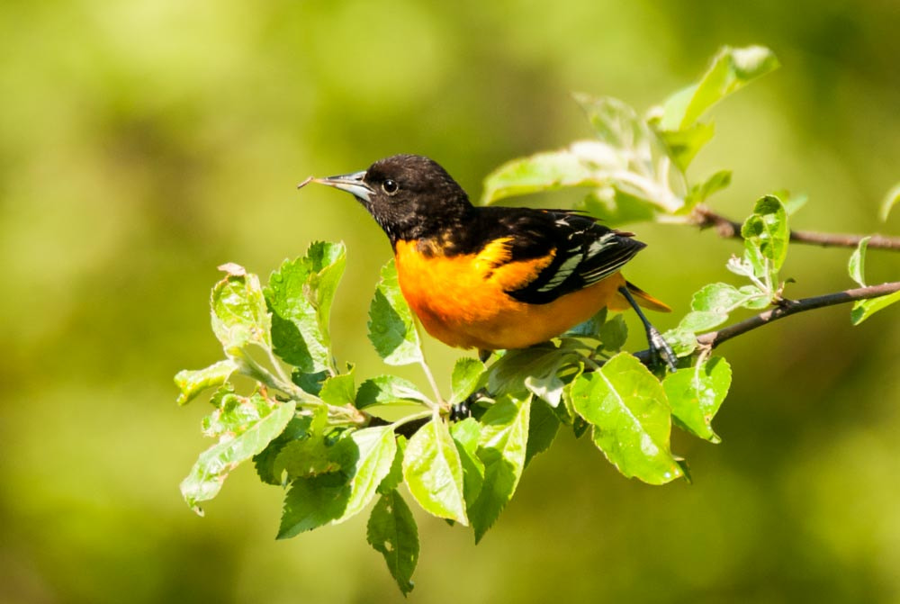 Sigma 150-600mm F5-6.3 DG OS HSM | C sample photo. Bringing home dinner photography