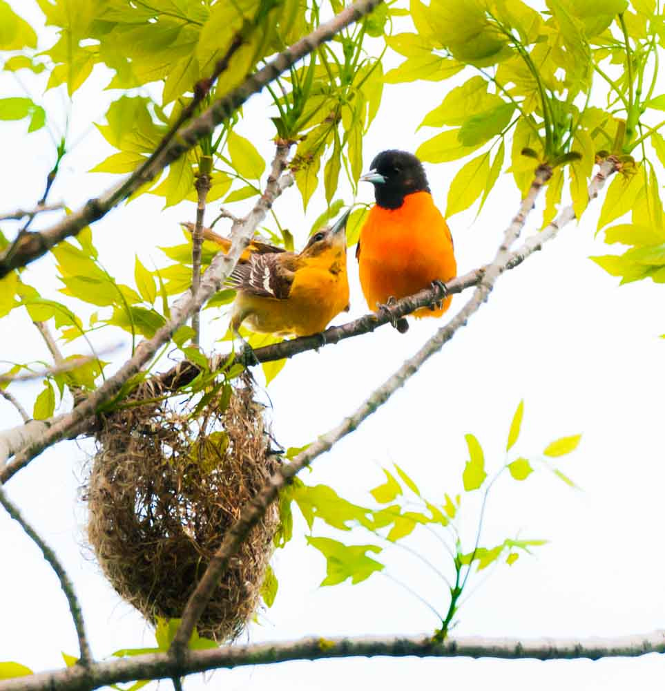 Sigma 150-600mm F5-6.3 DG OS HSM | C sample photo. Family building photography