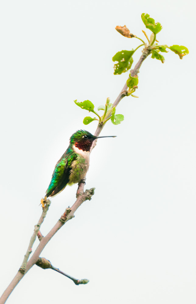 Sigma 150-600mm F5-6.3 DG OS HSM | C sample photo. The ruby throated hummingbird photography