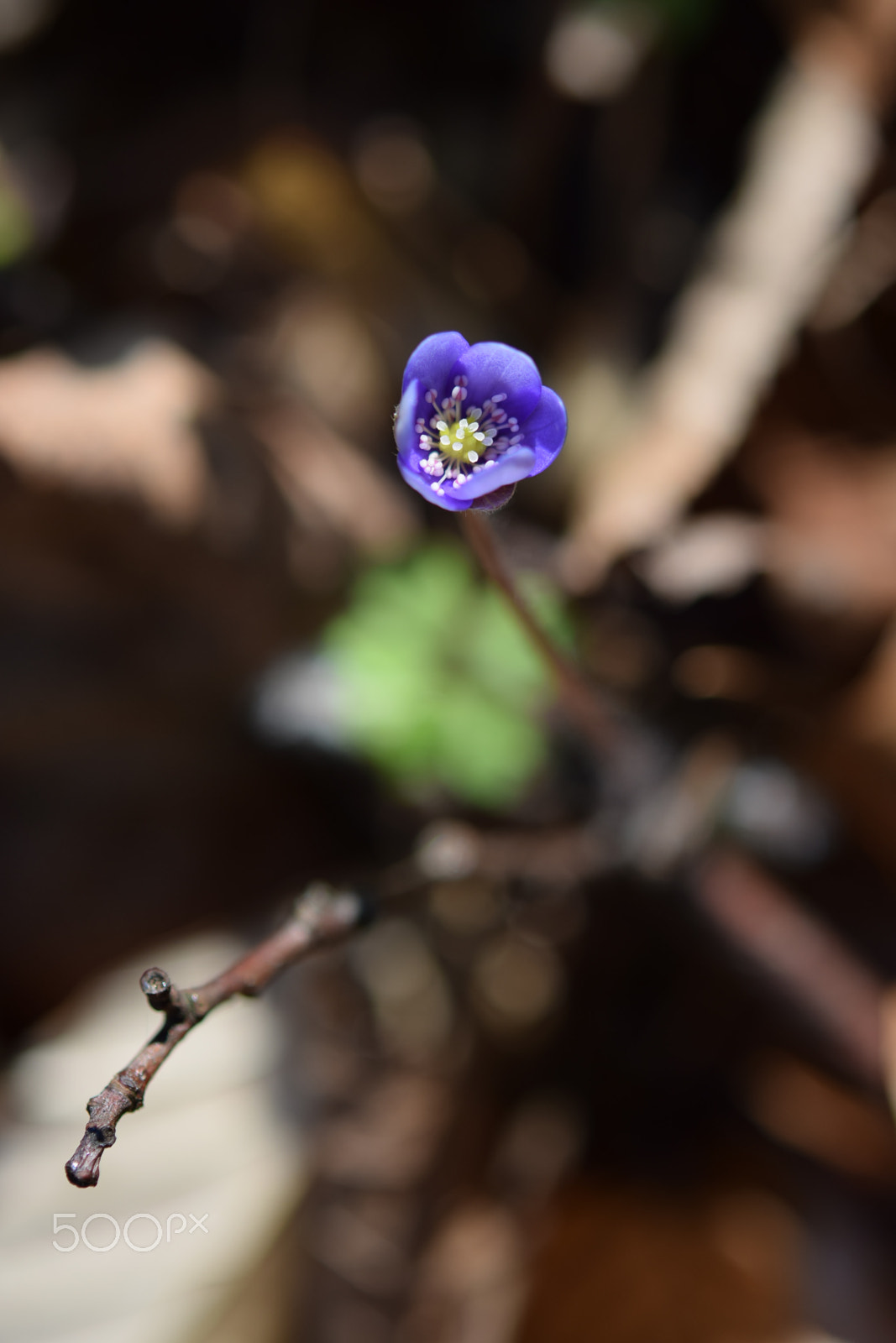 Nikon AF-S Micro-Nikkor 60mm F2.8G ED sample photo. Hepatica tríloba photography