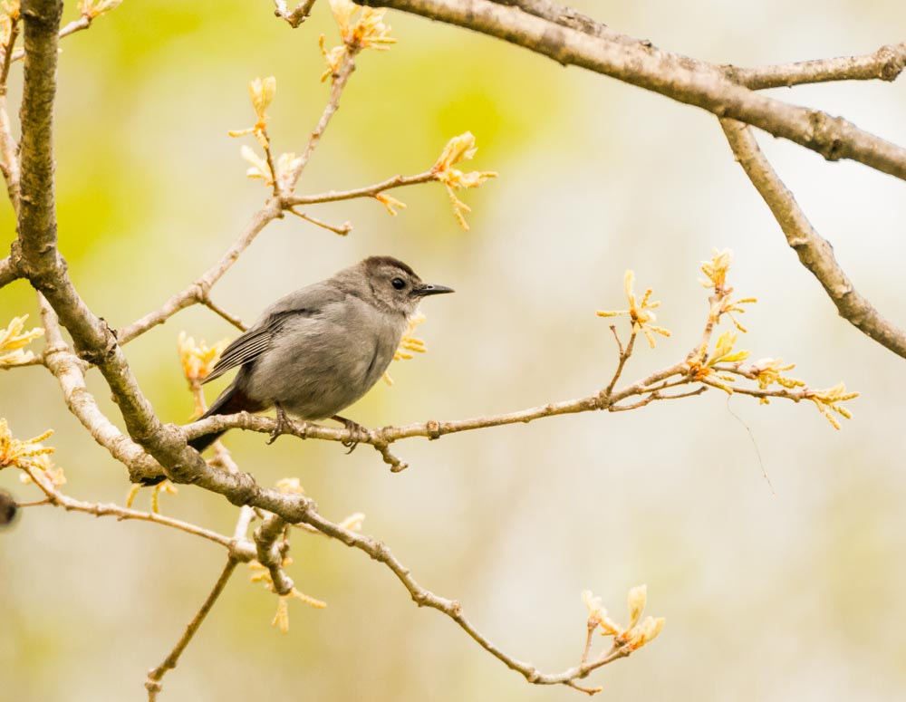 Sigma 150-600mm F5-6.3 DG OS HSM | C sample photo. The gray catbird photography