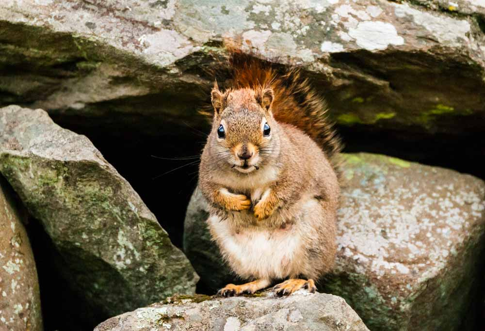 Sigma 150-600mm F5-6.3 DG OS HSM | C sample photo. It wasn't me photography