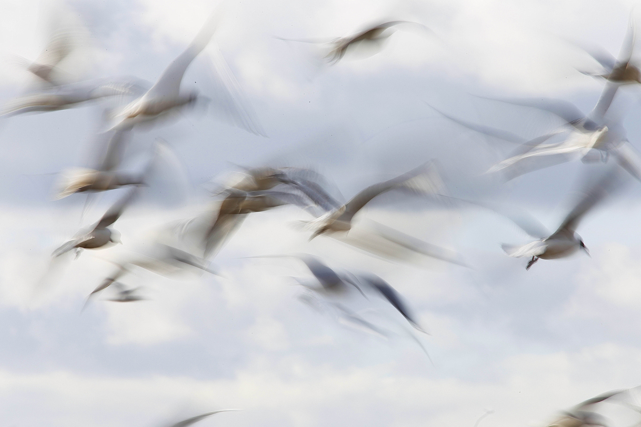 Canon EF 300mm f/2.8L + 1.4x sample photo