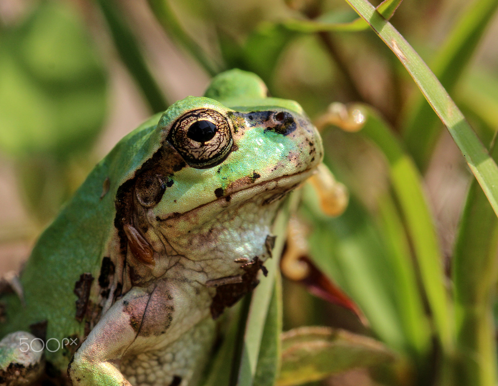 Sigma 105mm F2.8 EX DG OS HSM sample photo. Sir frogsworth photography