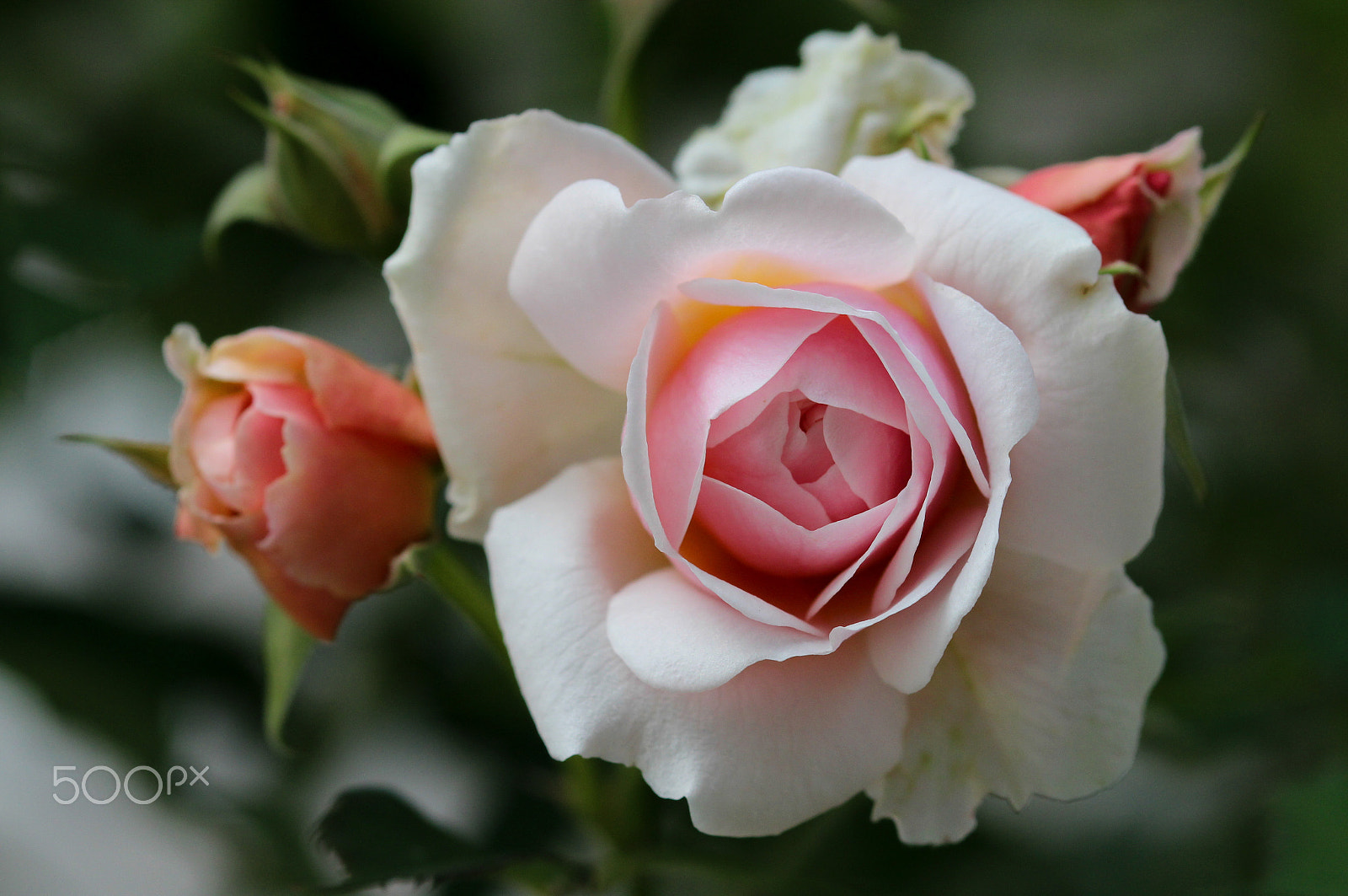 Sigma 105mm F2.8 EX DG OS HSM sample photo. Celebrant photography