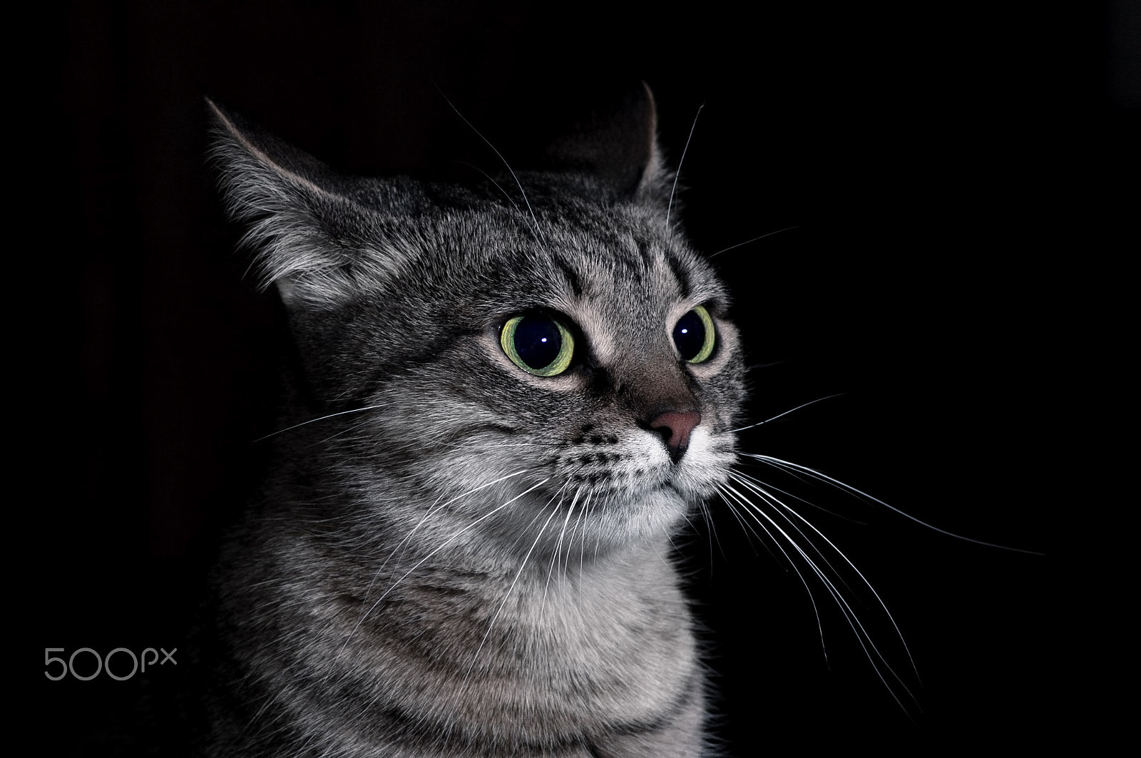 Pentax smc FA 77mm 1.8 Limited sample photo. The tabby cat photography