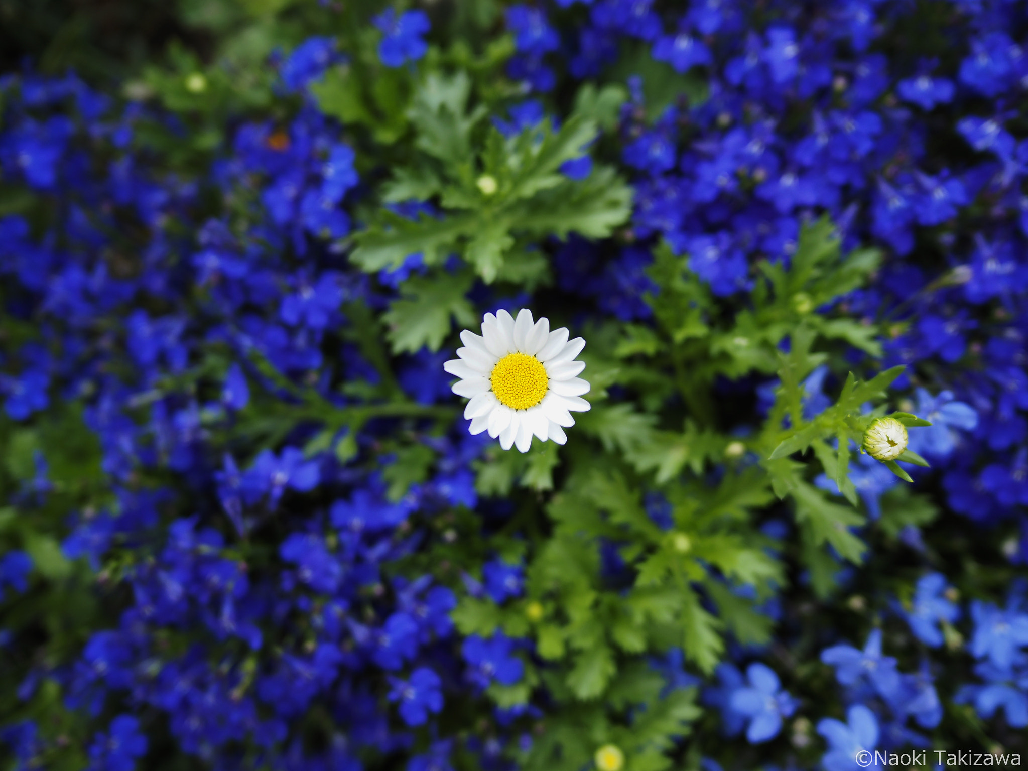 Olympus OM-D E-M5 II + LEICA DG SUMMILUX 15/F1.7 sample photo. White in the blue photography
