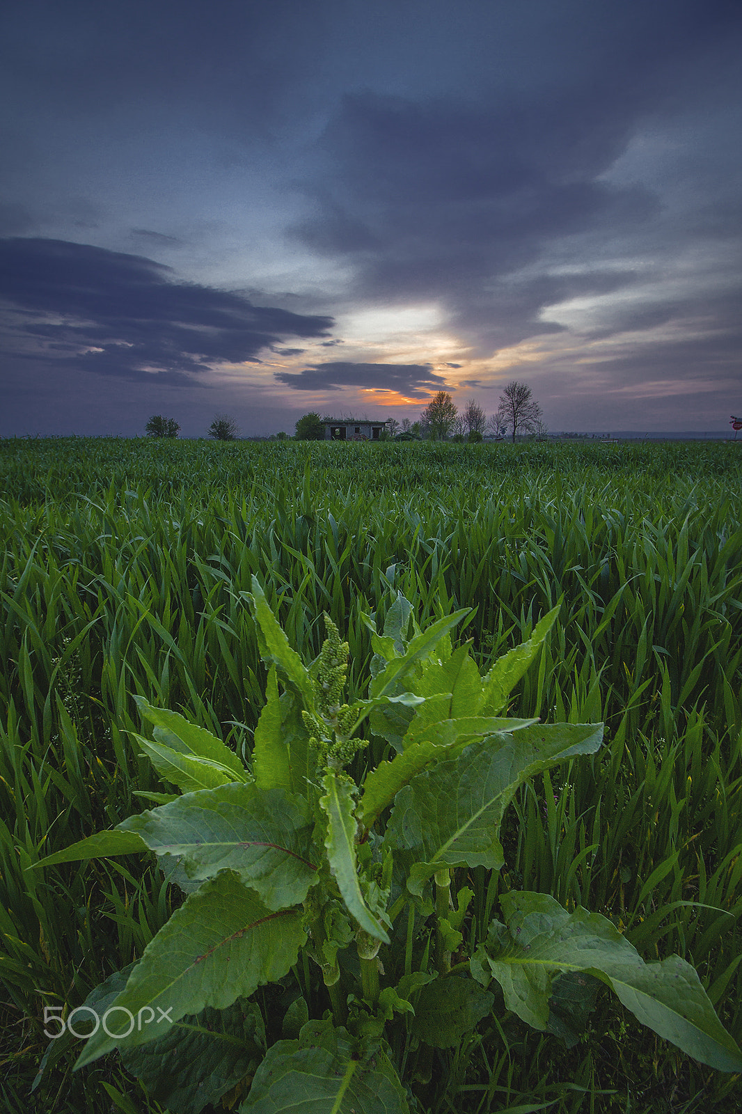 Canon EF-S 10-18mm F4.5–5.6 IS STM sample photo. Px spring evening after the rain photography