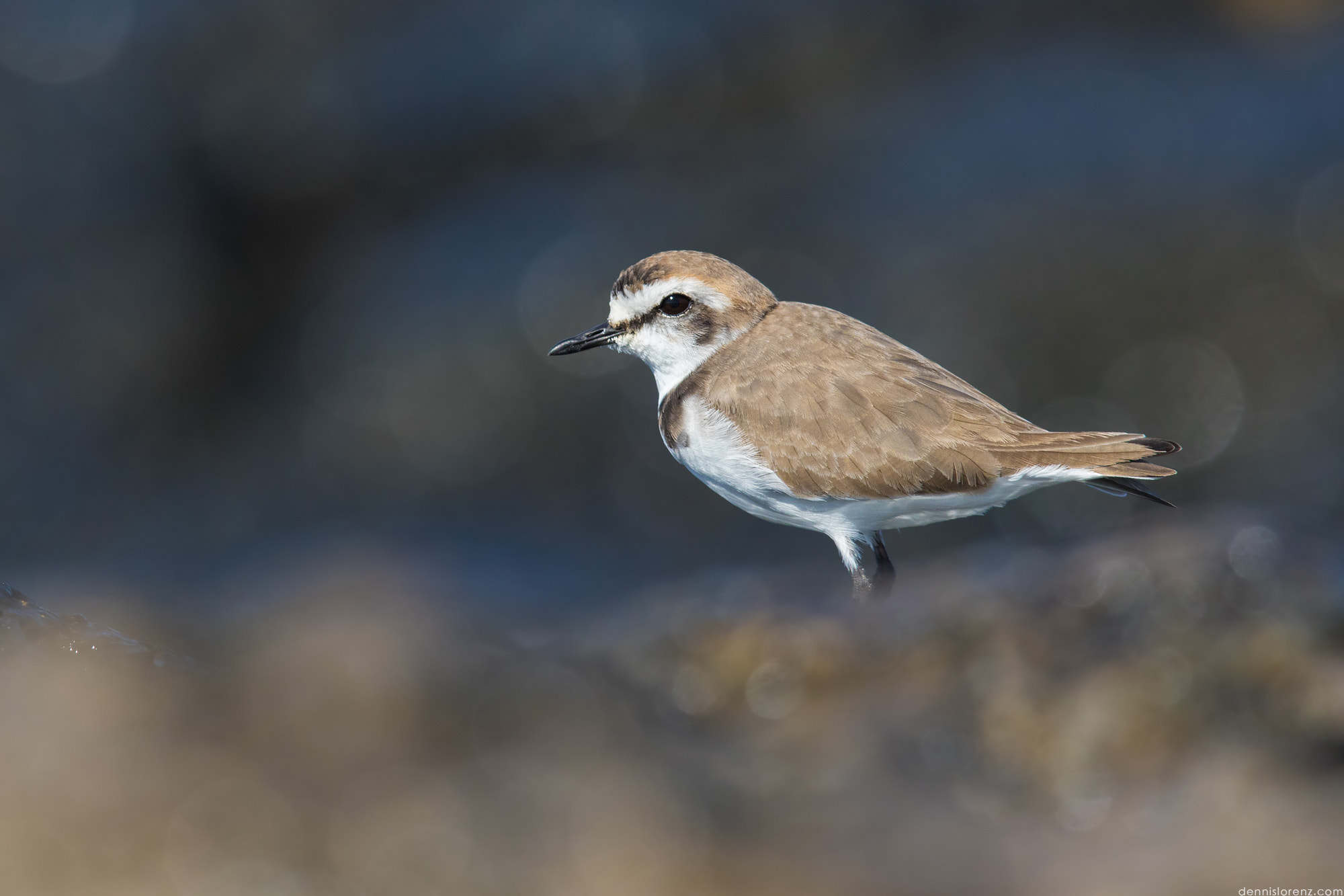 Canon EOS 7D Mark II + Canon EF 600mm F4L IS II USM sample photo. Kentish plover | seeregenpfeifer photography