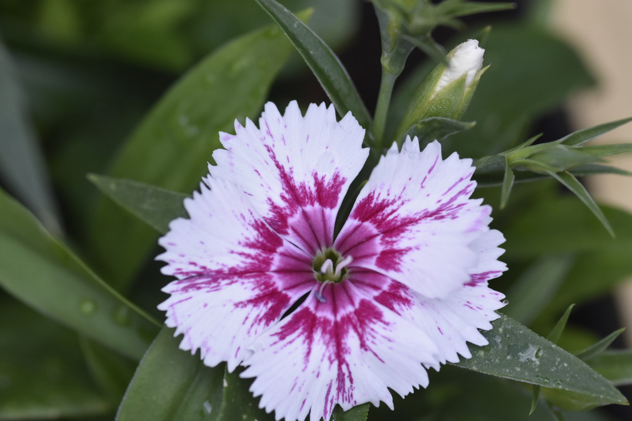 Nikon D7200 + Sigma 105mm F2.8 EX DG Macro sample photo. _dsc0793.jpg photography