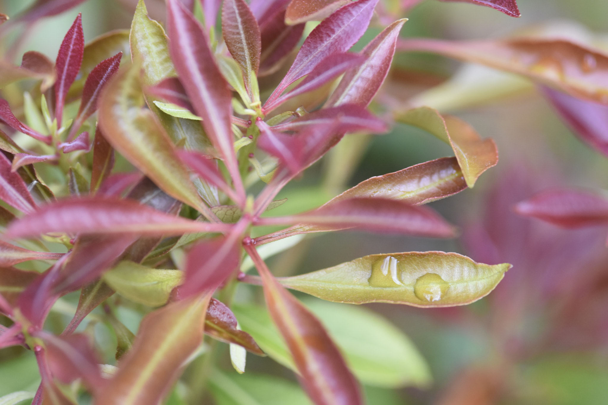 Nikon D7200 + Sigma 105mm F2.8 EX DG Macro sample photo. _dsc0796.jpg photography