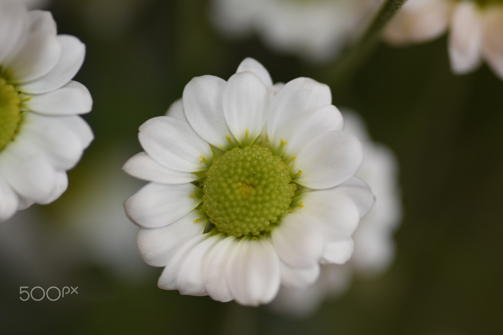 Nikon D7200 + Sigma 105mm F2.8 EX DG Macro sample photo. _dsc0803.jpg photography