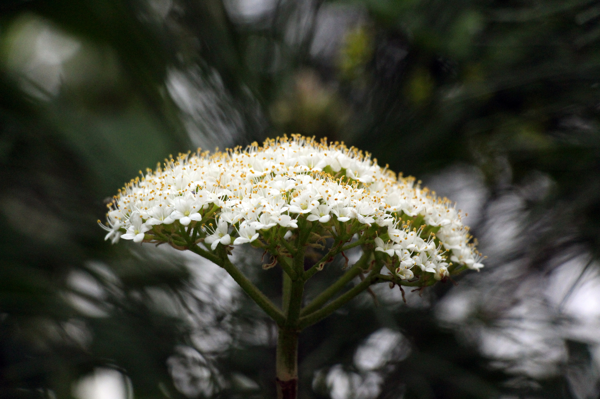 Canon EOS 650D (EOS Rebel T4i / EOS Kiss X6i) + Canon EF-S 18-135mm F3.5-5.6 IS STM sample photo. Flower photography