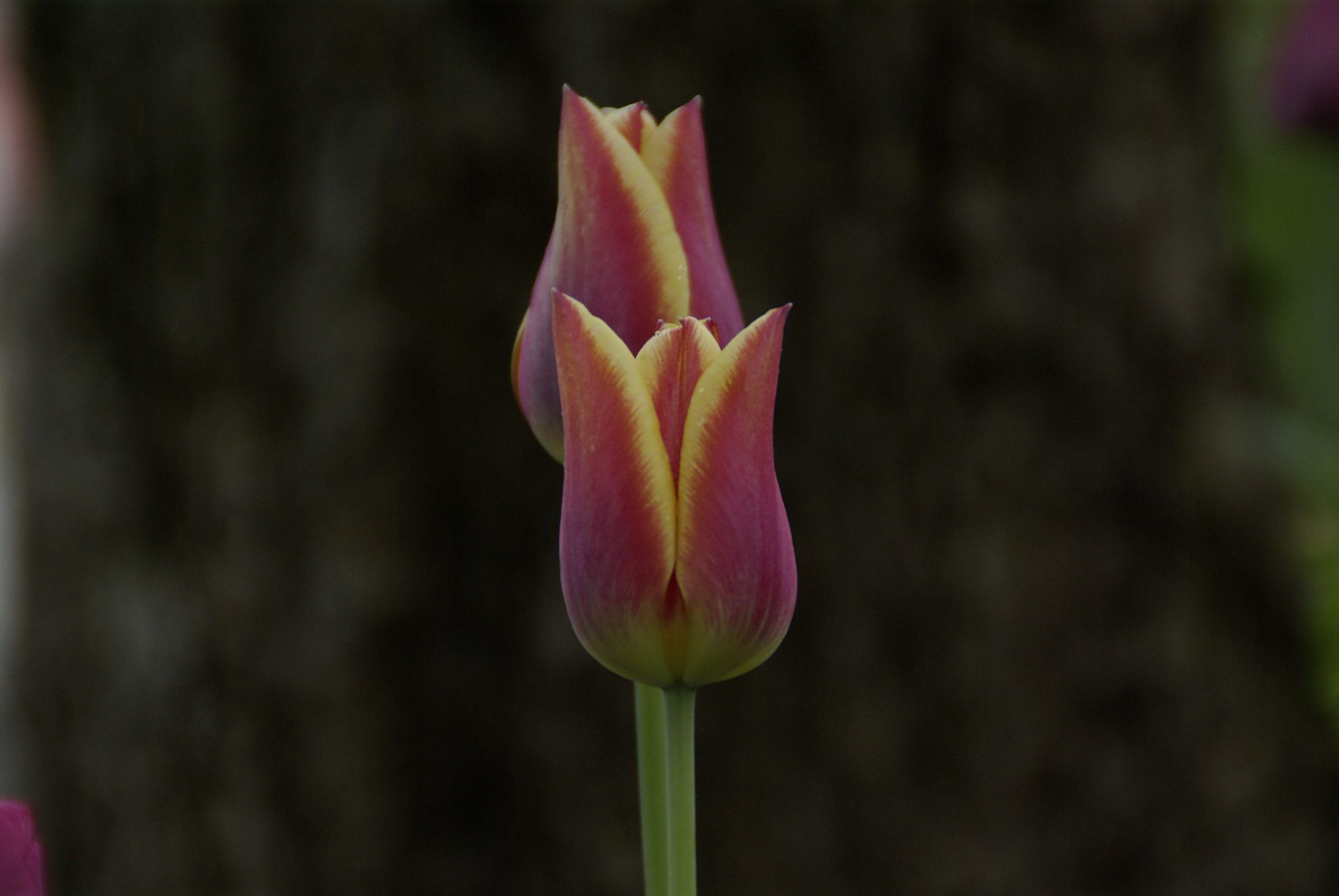 Tamron AF 18-200mm F3.5-6.3 XR Di II LD Aspherical (IF) Macro sample photo. Tulips photography