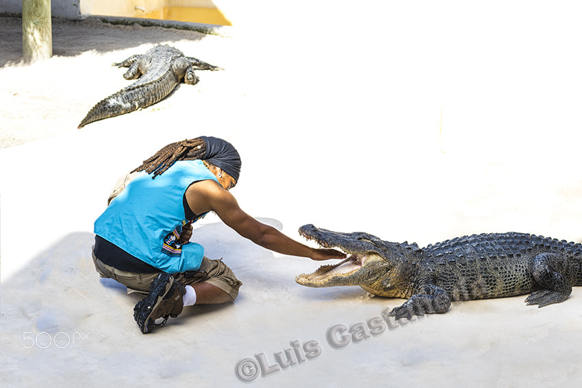 smc PENTAX-FA 645 75mm F2.8 sample photo. Alligator wresting. florida. usa. photography