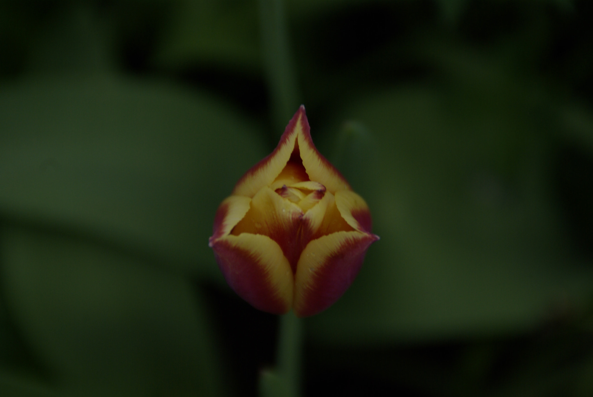 Tamron AF 18-200mm F3.5-6.3 XR Di II LD Aspherical (IF) Macro sample photo. Tulip photography