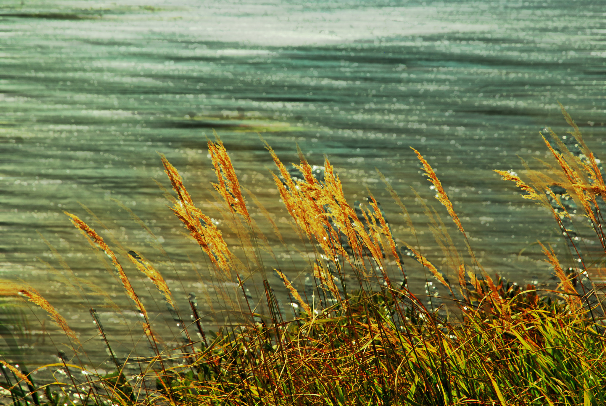 Nikon D60 sample photo. Just another windy day by the lake.. photography