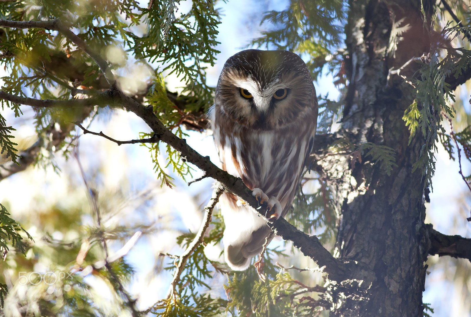 Canon EOS 40D + Canon EF 400mm F5.6L USM sample photo. Saw-whet owl photography