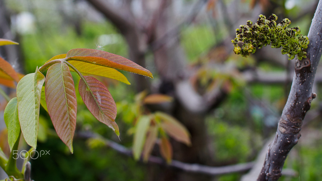 Olympus PEN E-PL6 + Olympus M.Zuiko Digital 25mm F1.8 sample photo. Walnut flower / цветок грецкого ореха photography