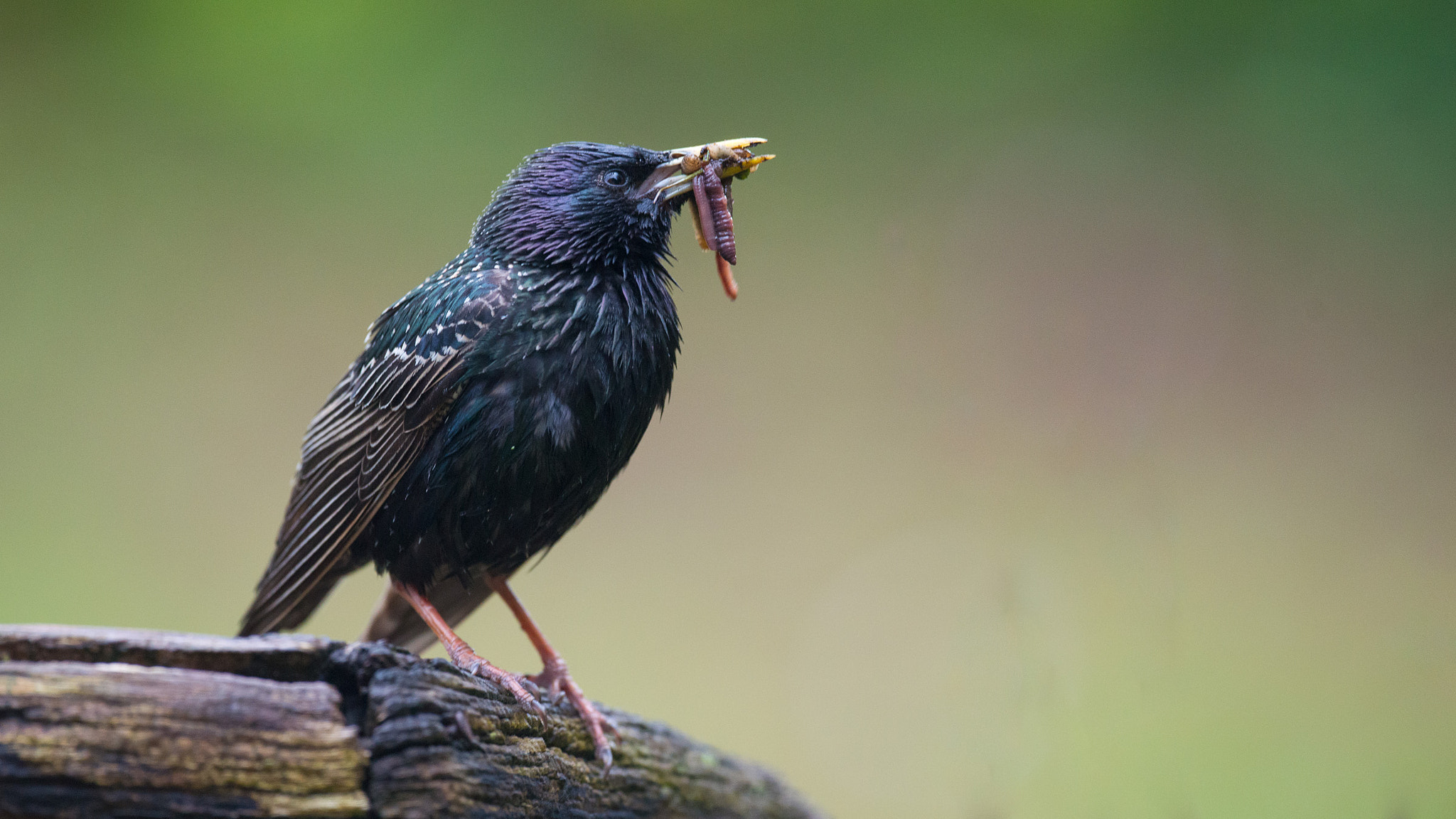 Nikon D800 + Nikon AF-S Nikkor 500mm F4G ED VR sample photo. Die kinder sind hungrig /the kids are hungry photography