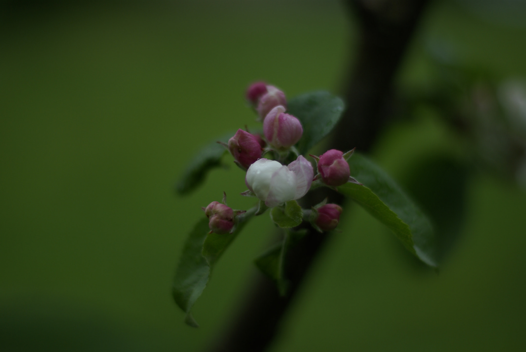 Pentax K10D + Pentax smc FA 50mm F1.4 sample photo. Apple blossom photography