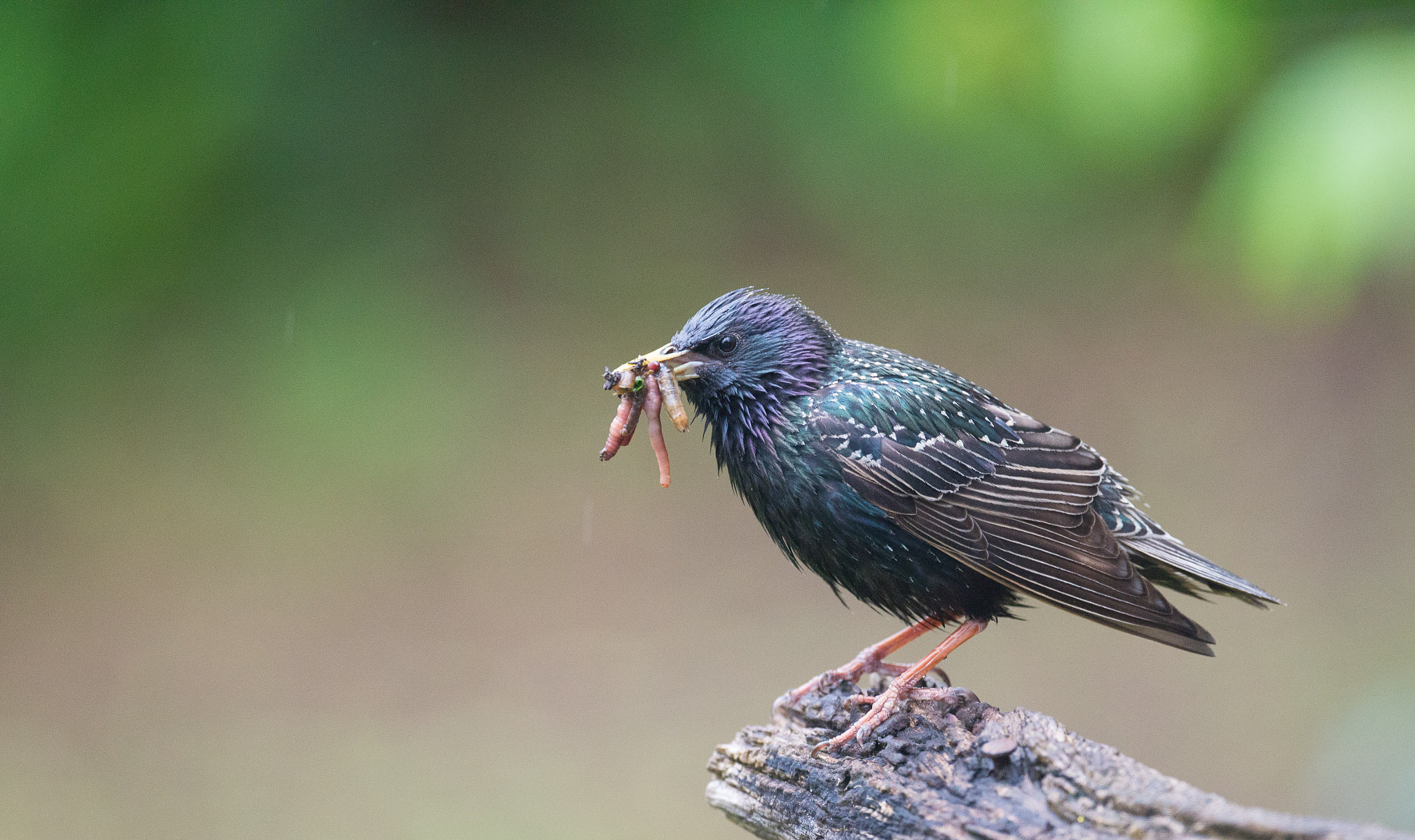 Nikon D800 + Nikon AF-S Nikkor 500mm F4G ED VR sample photo. Star photography