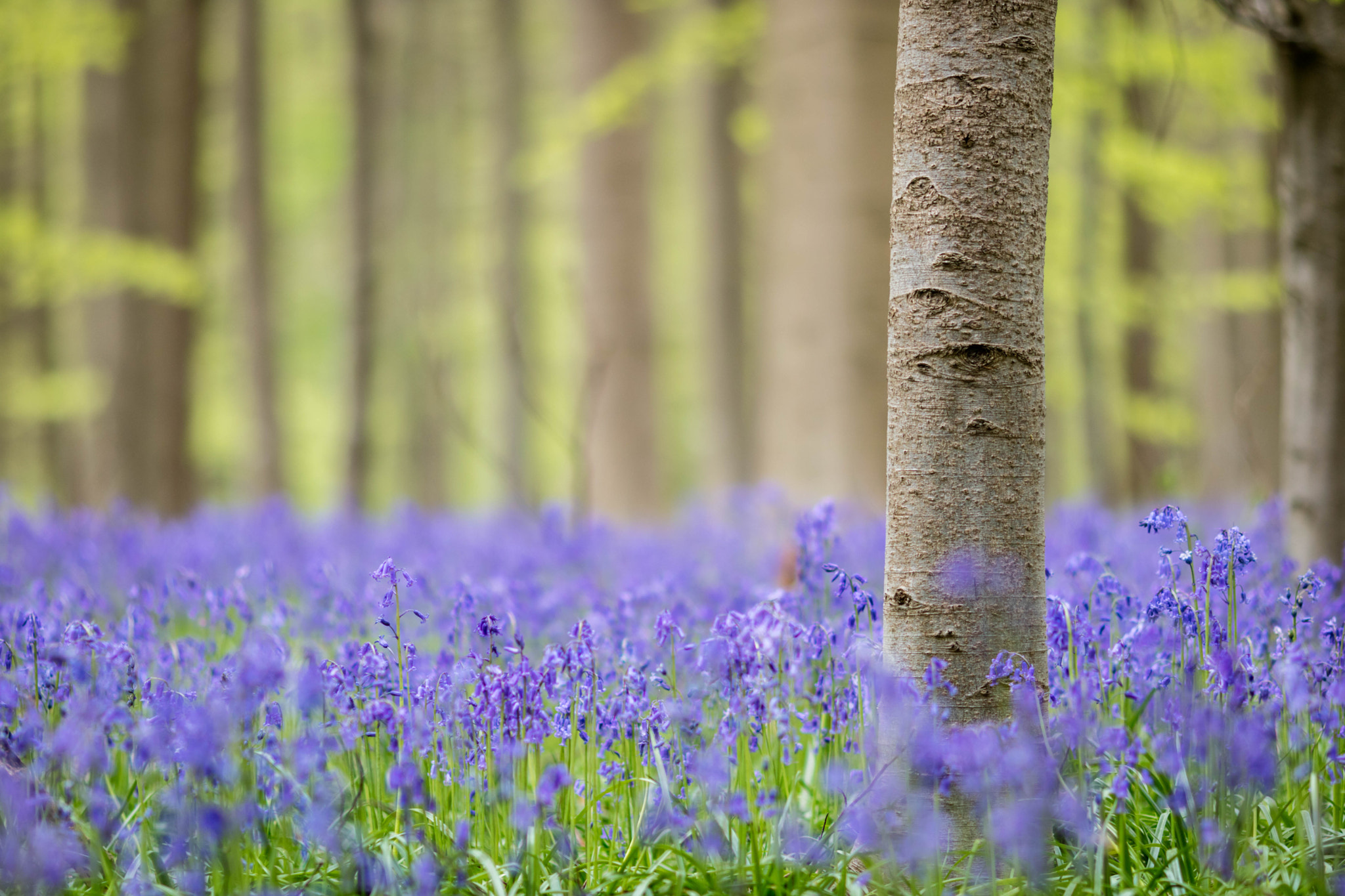 Canon EOS M3 + Canon EF 135mm F2L USM sample photo. Sous-bois photography