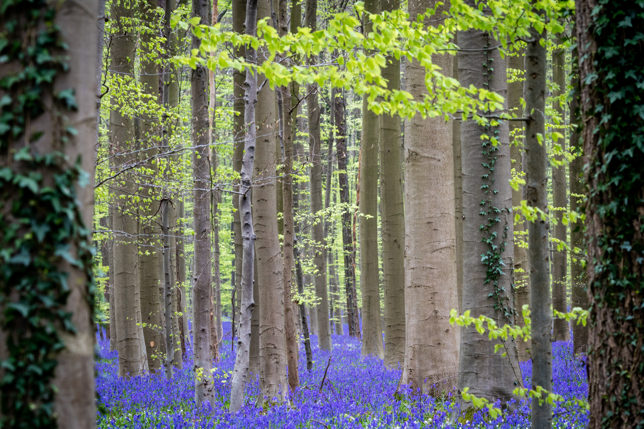 Canon EOS M3 + Canon EF 135mm F2L USM sample photo. Sous-bois photography