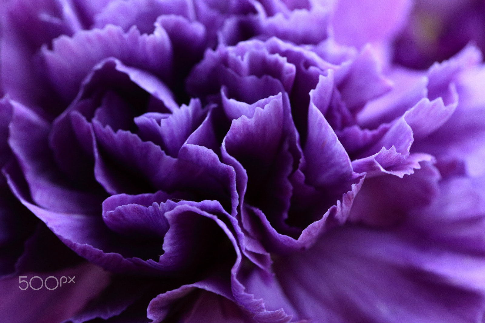 Canon EOS 700D (EOS Rebel T5i / EOS Kiss X7i) sample photo. Purple new strain carnation "moondust" by suntory photography
