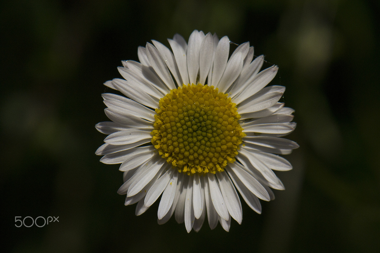 Nikon AF-S DX Micro-Nikkor 85mm F3.5G ED VR sample photo. Daisy photography