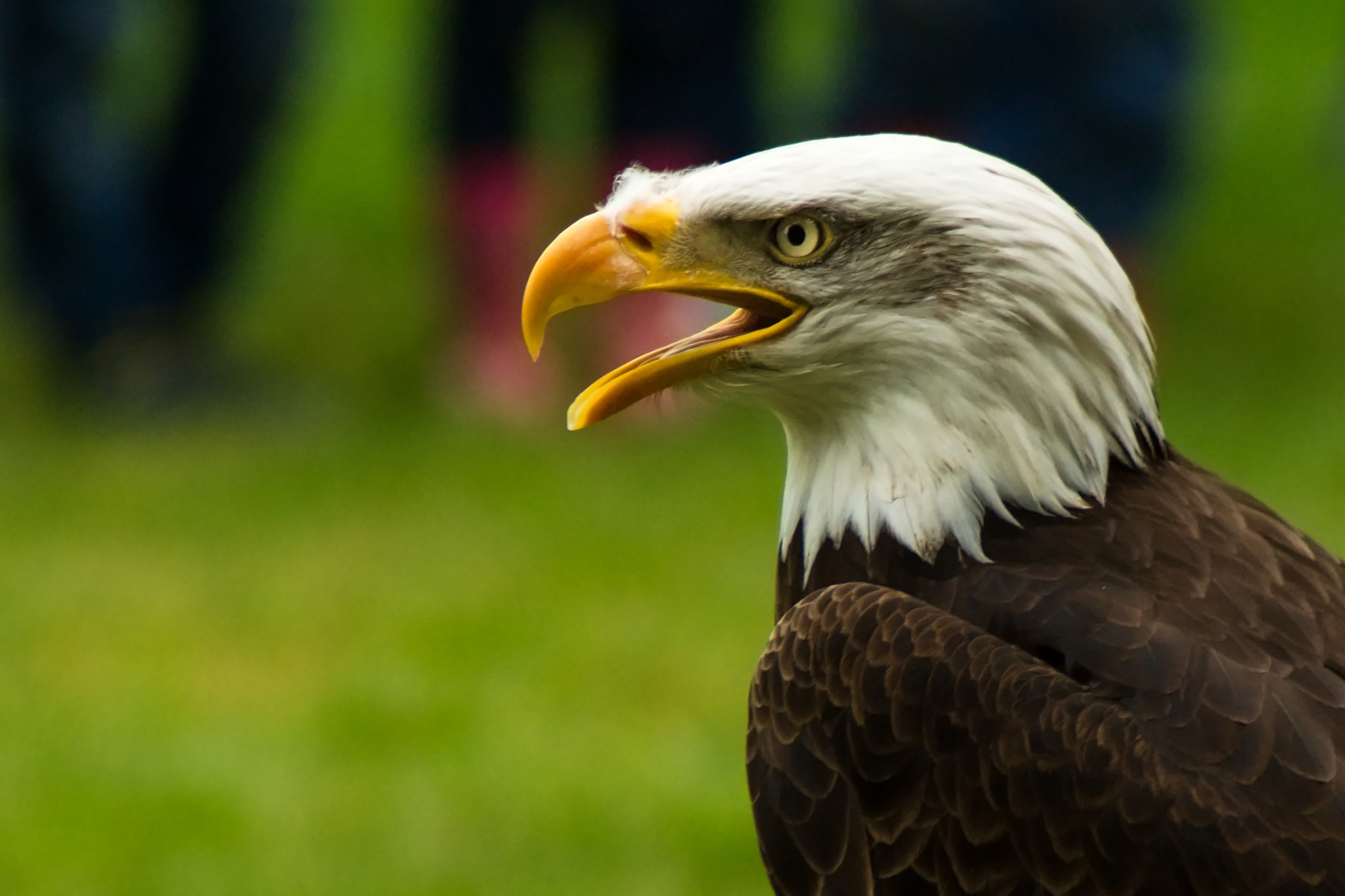 70.00 - 300.00 mm f/4.0 - 5.6 sample photo. Eagle photography