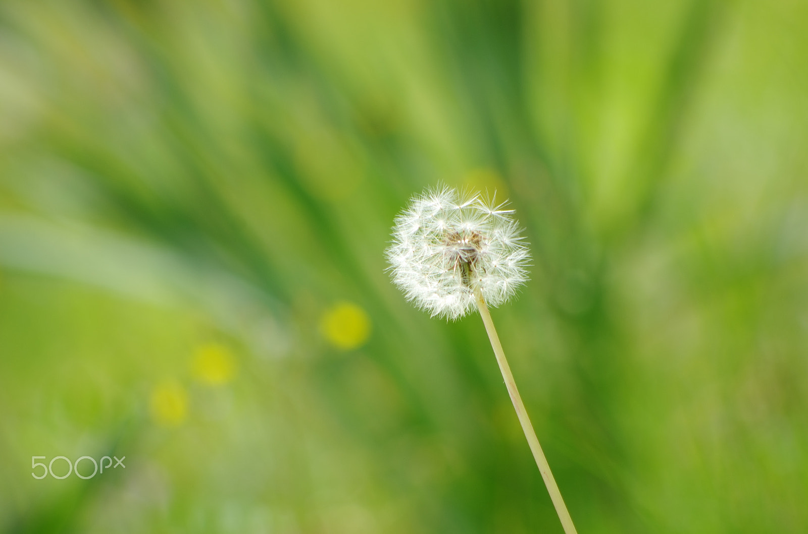 smc PENTAX-DA L 55-300mm F4-5.8 ED sample photo. Fluffy photography