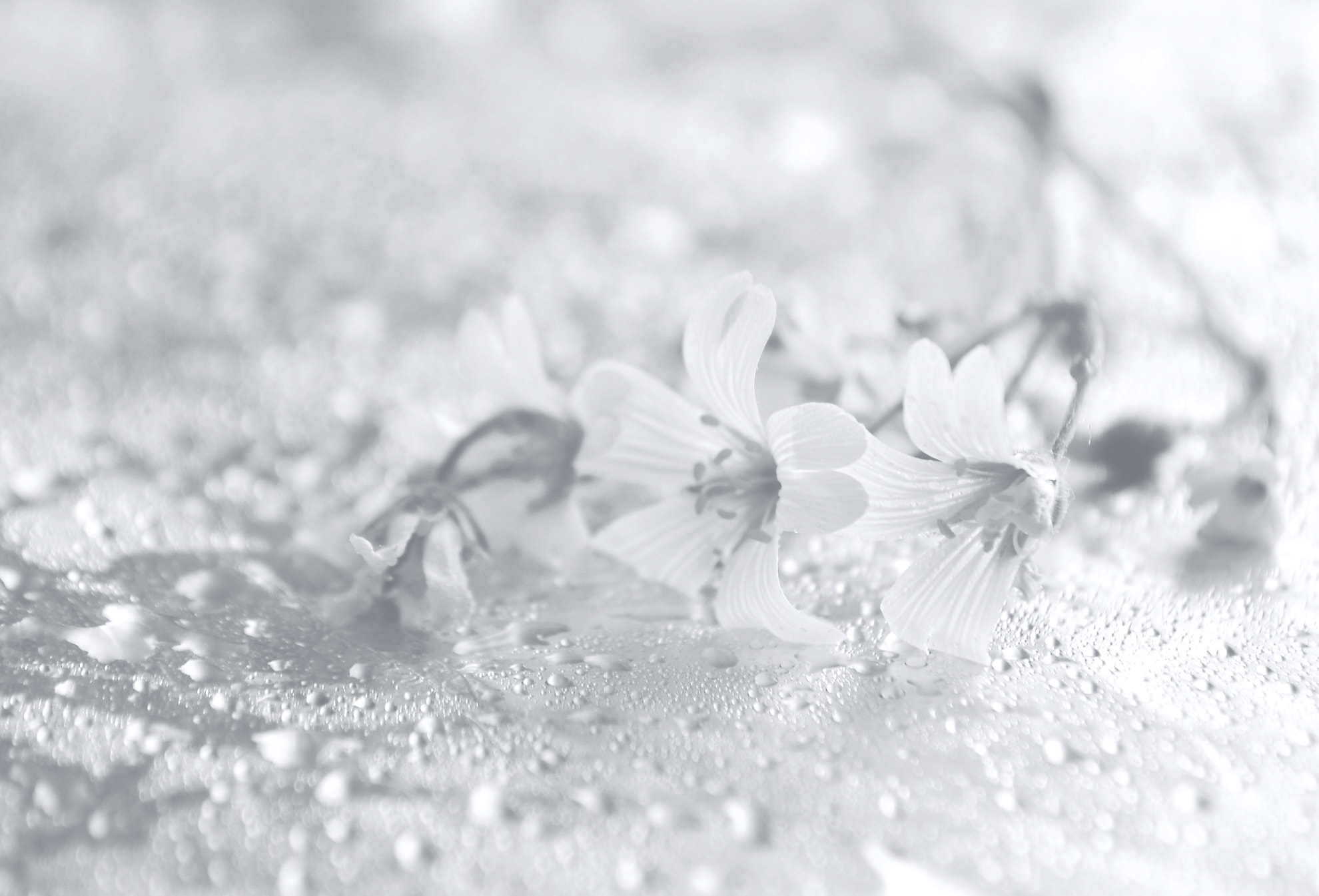 AF Zoom-Nikkor 35-70mm f/3.3-4.5 N sample photo. Melancholy photography