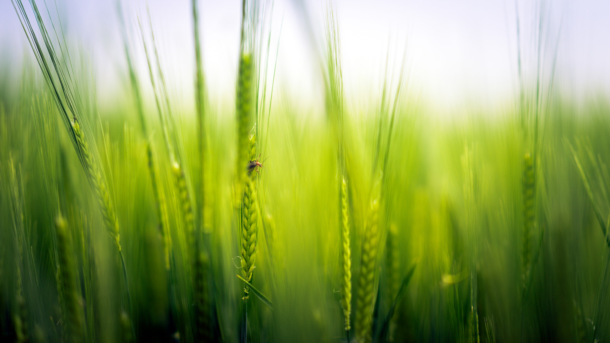 Sony a7 + Sony FE 85mm F1.4 GM sample photo. Cache photography